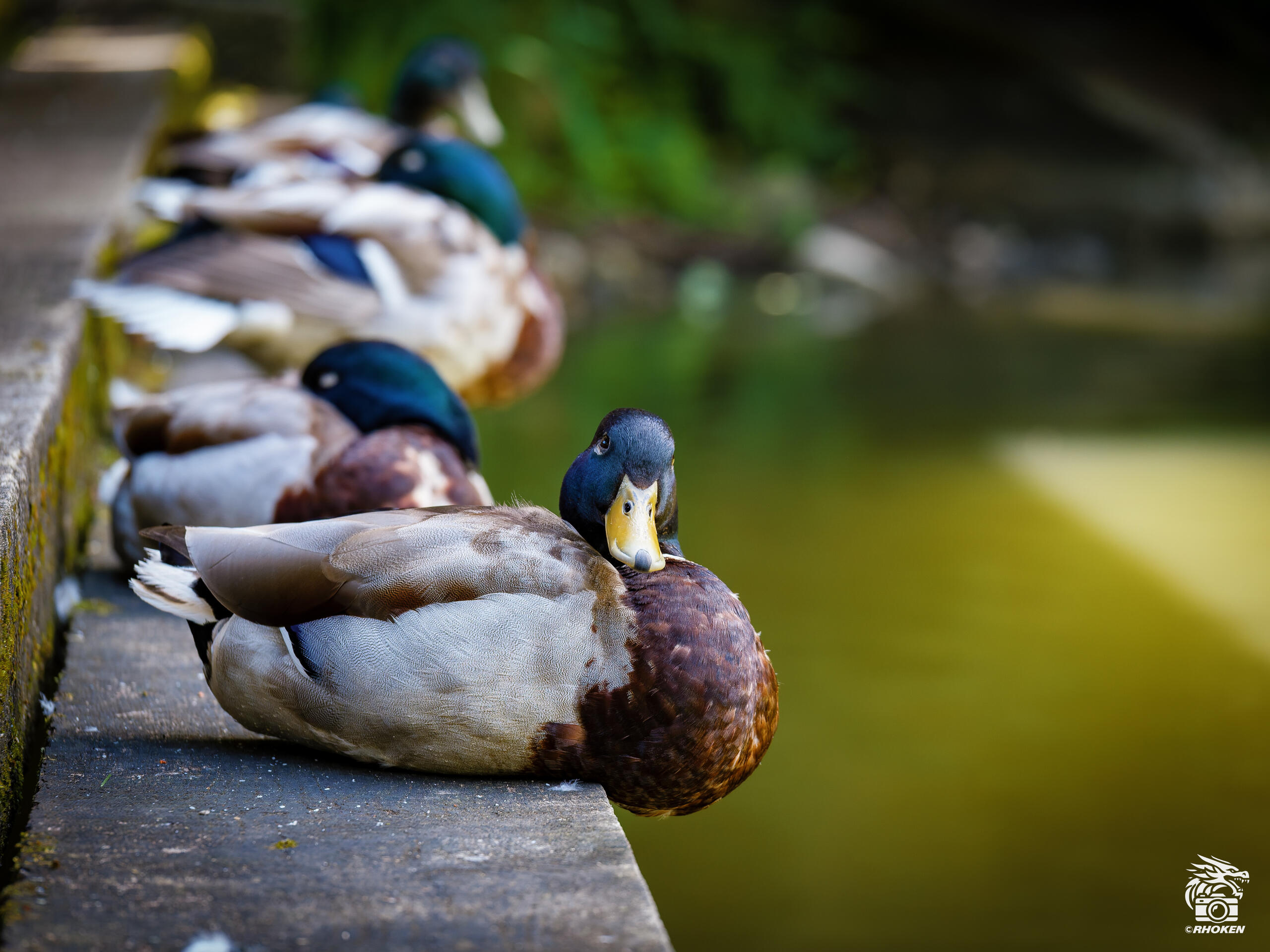 Ducks, Slovenia, 2026