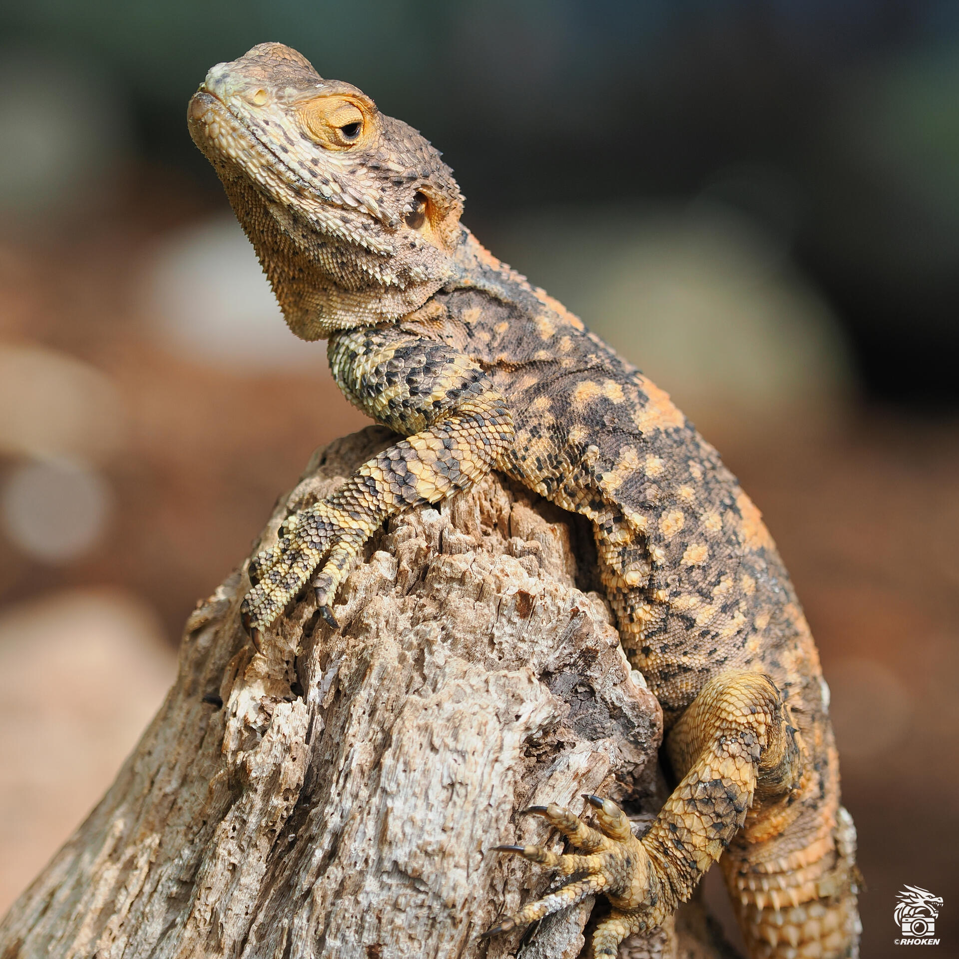 Starred Agama, Italy, 2025