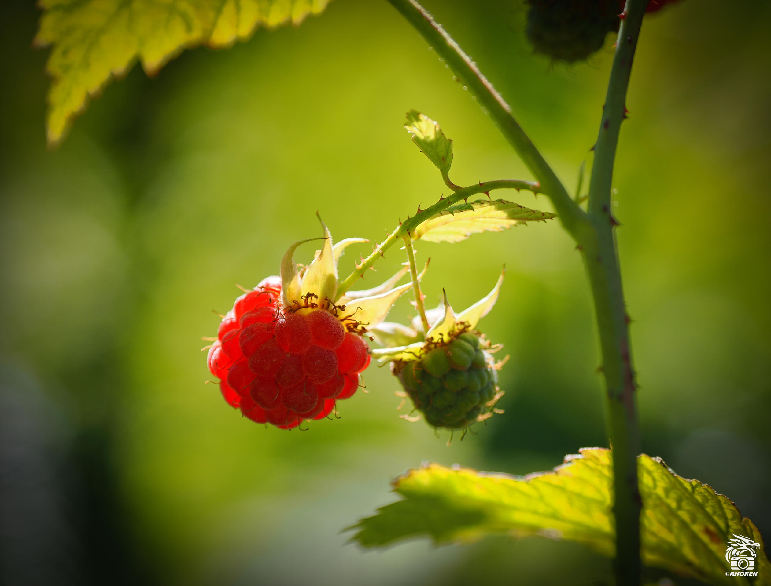 Raspberry, Italy, 2025