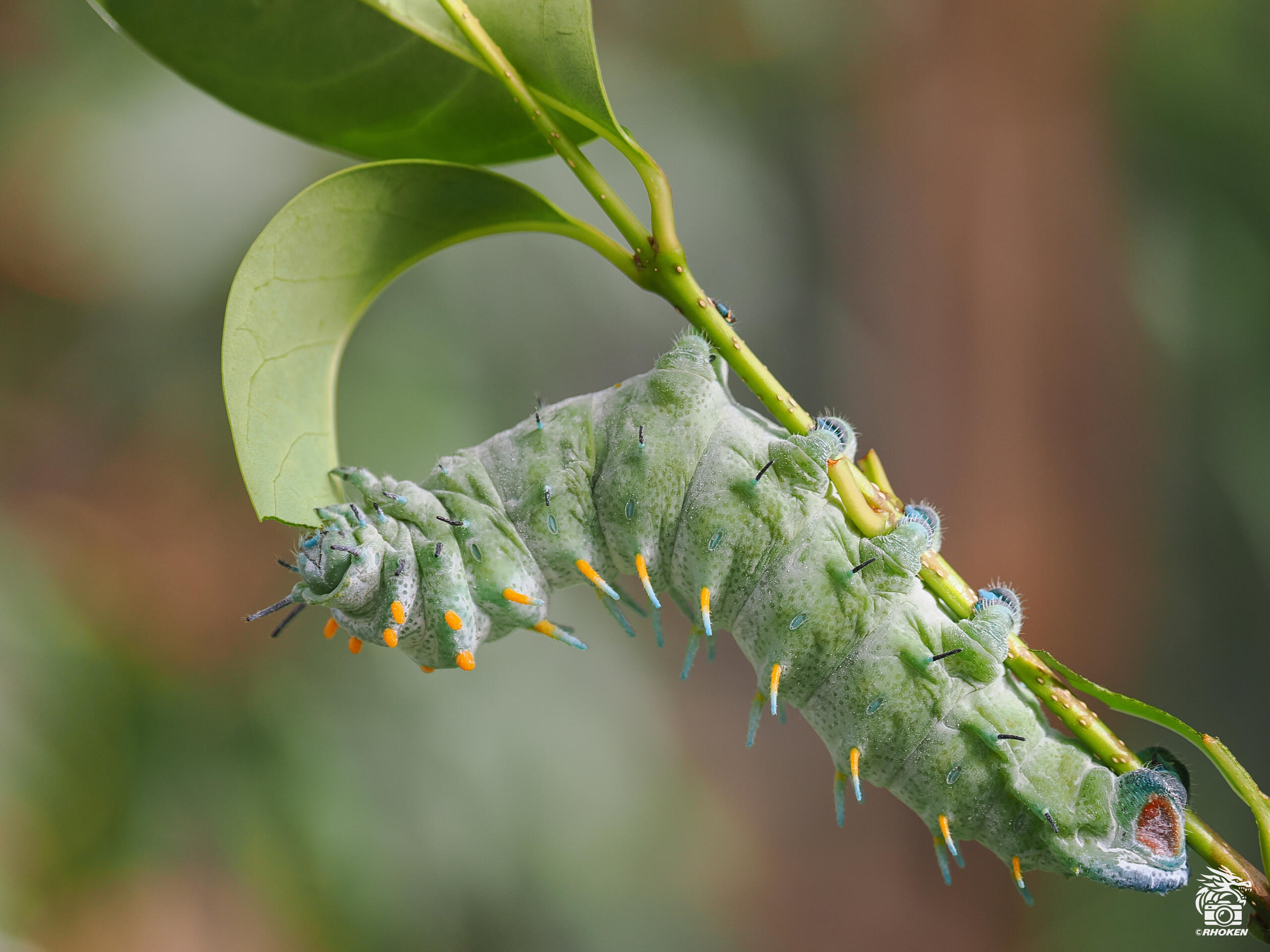 Caterpillar, Italy, 2025