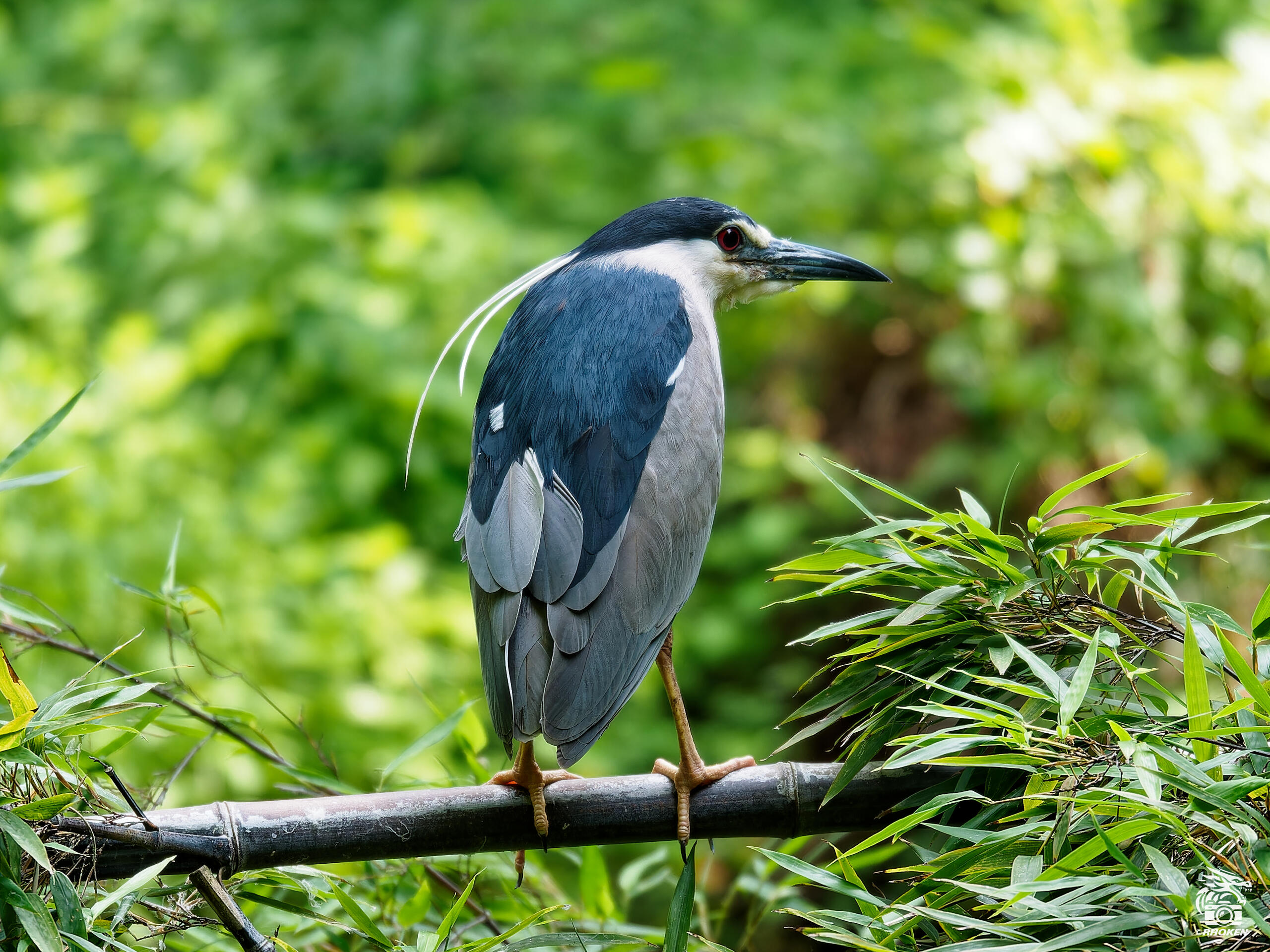 Night Heron, Italy, 2023