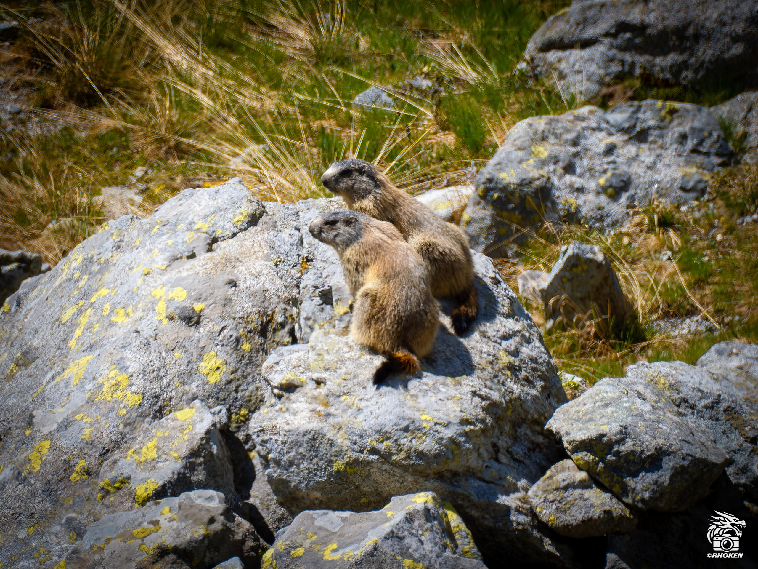 Marmots, Italy, 2026