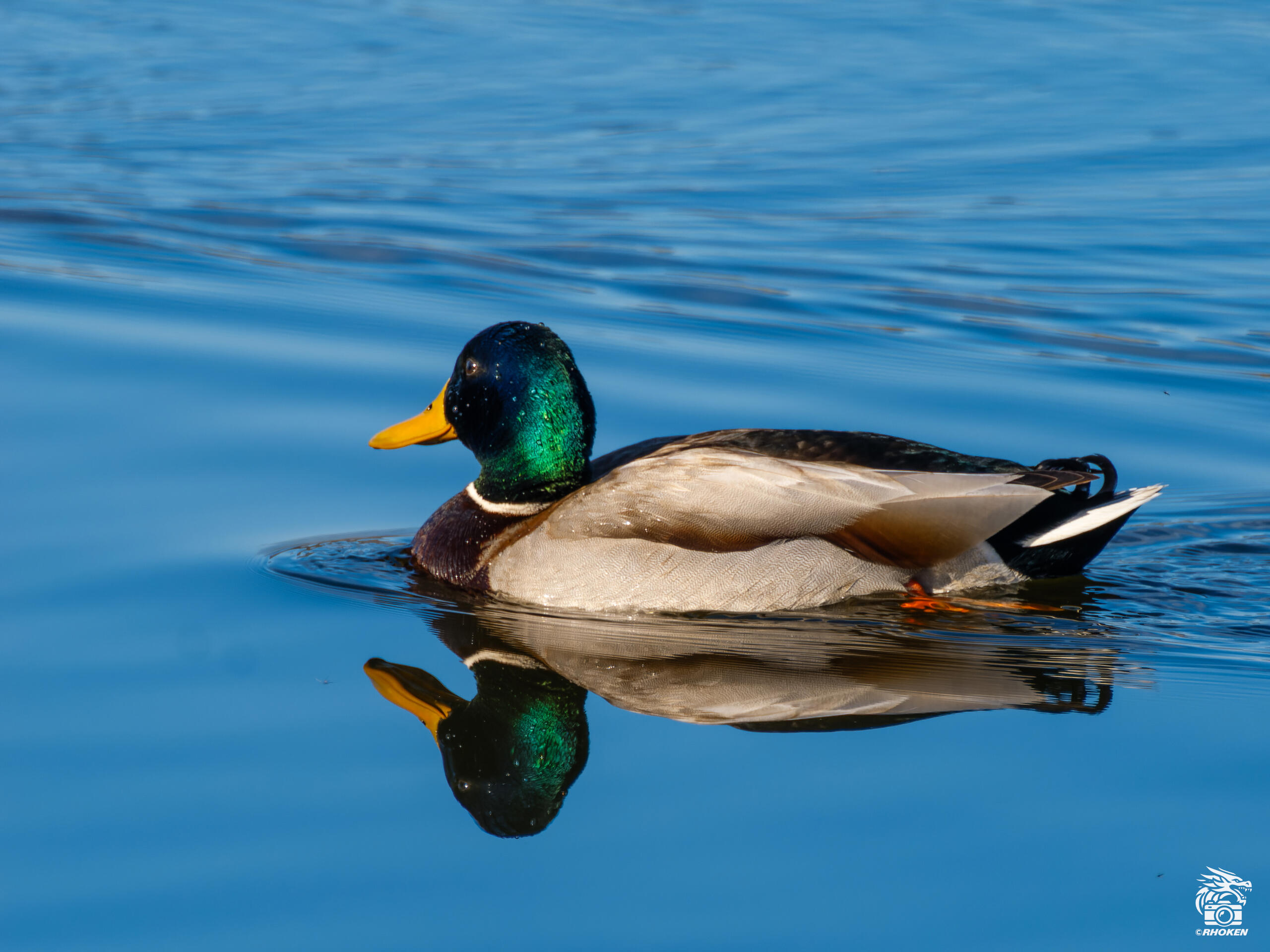 Mallard, Italy, 2026