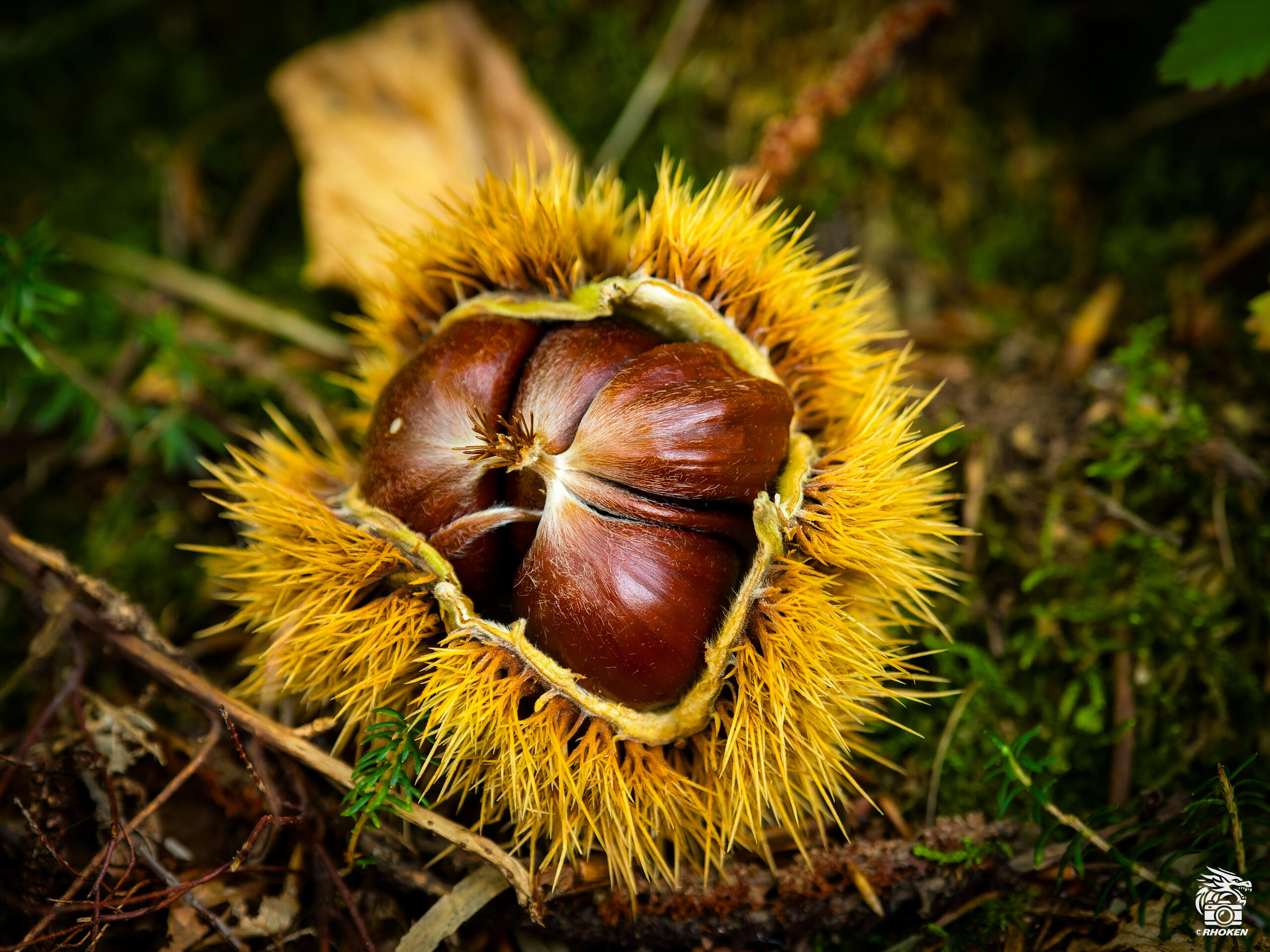 Chestnuts, Italy, 2025