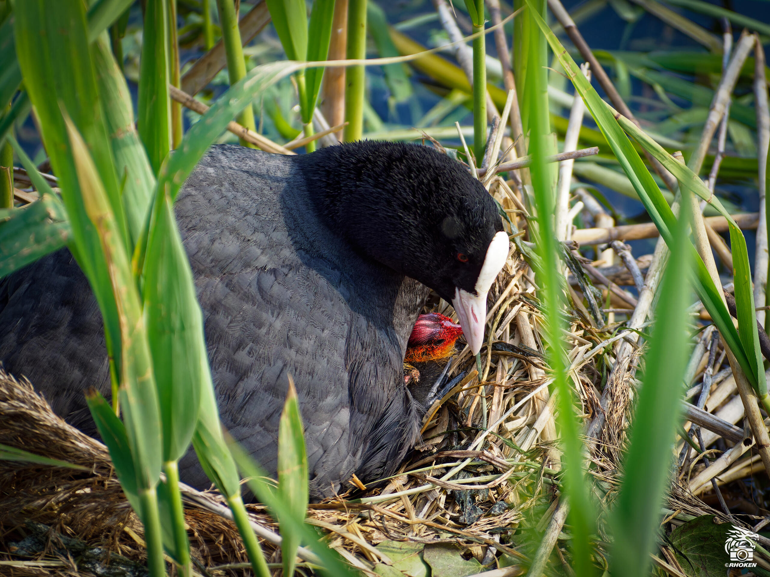 Common Coot, Italy, 2023