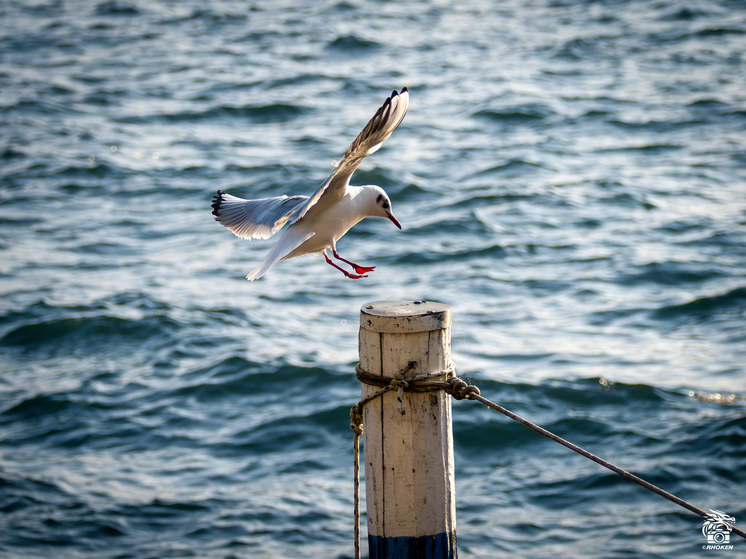 Seagull, Italy, 2025
