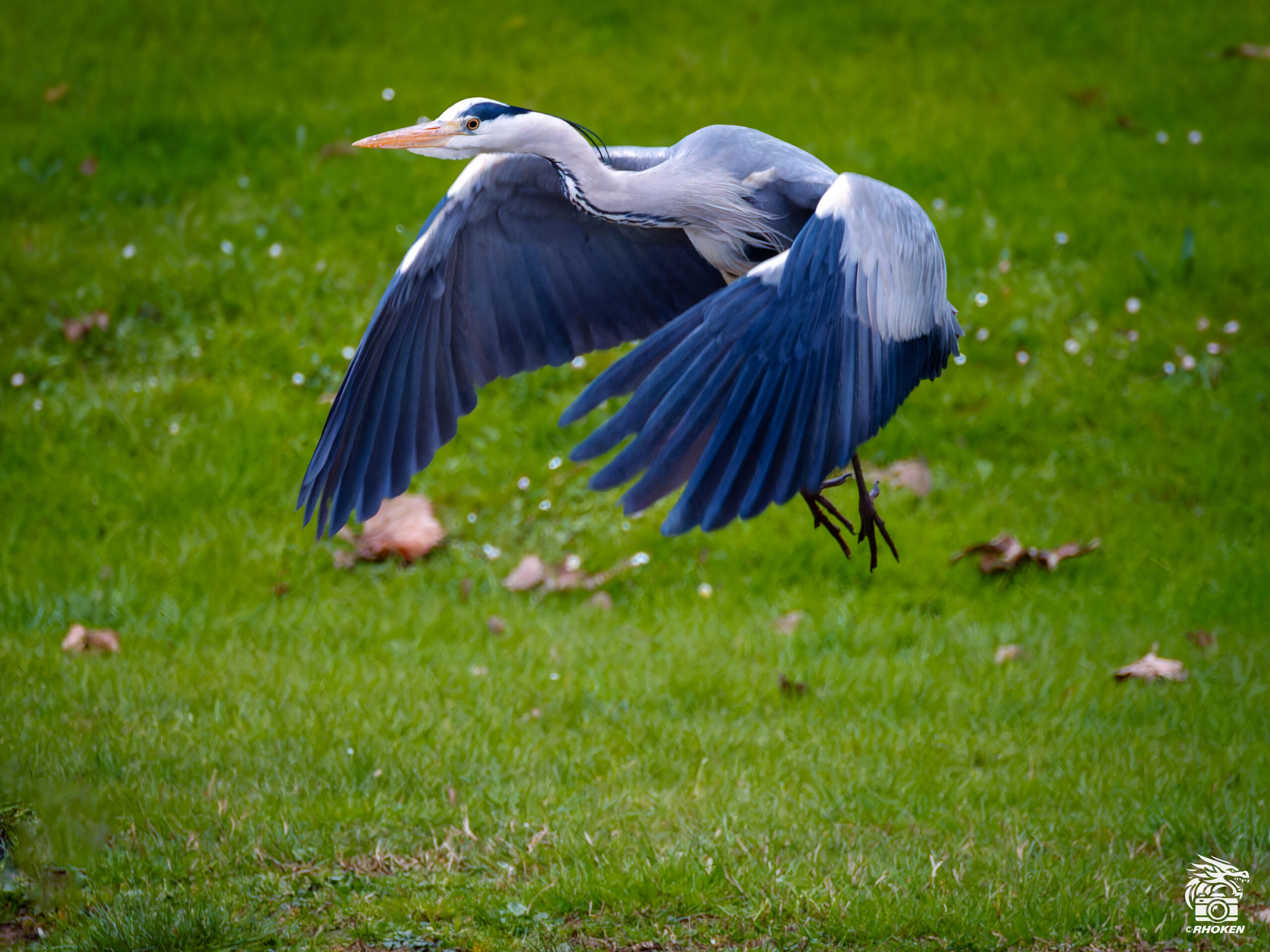 Grey Heron, Italy, 2026