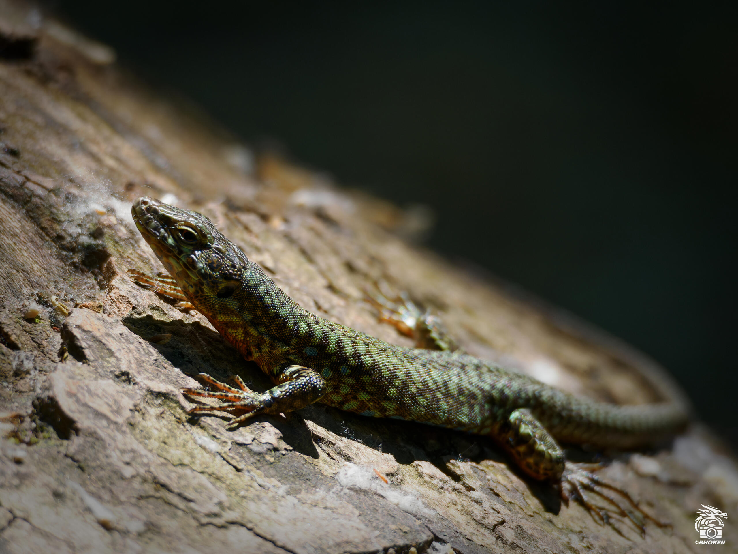 Wall Lizard, Italy, 2025